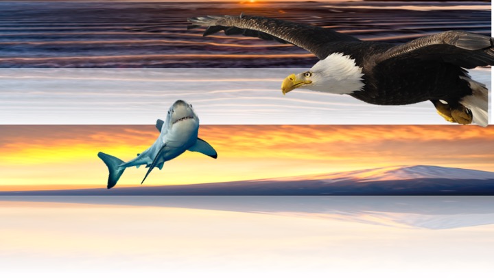 Graphic Creation and Content