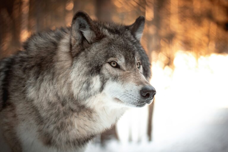Animals: